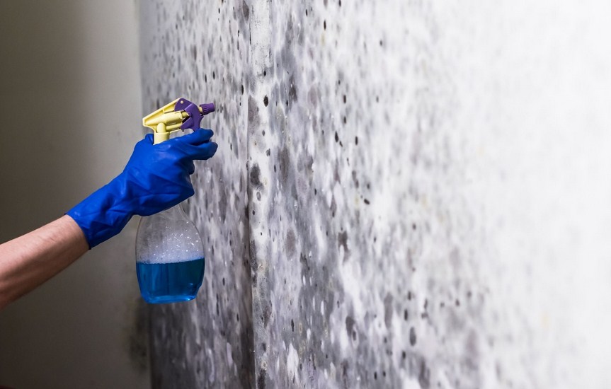 Mold Experts of Greenville