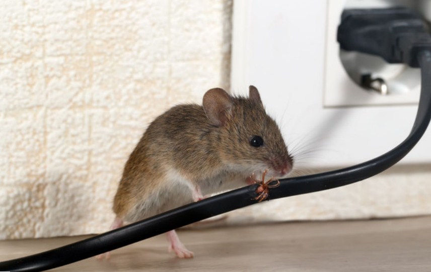 New Smyrna Beach Pest Control Solutions