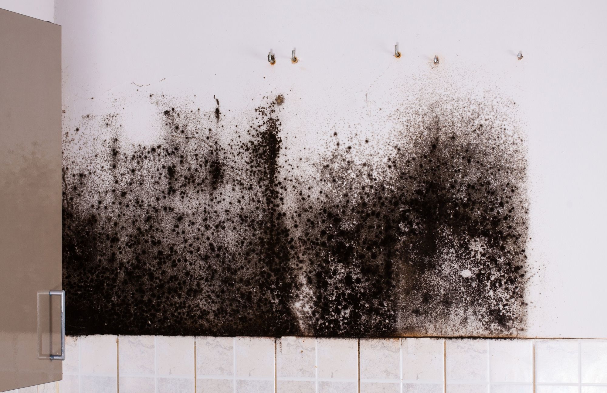 Mold Experts of York