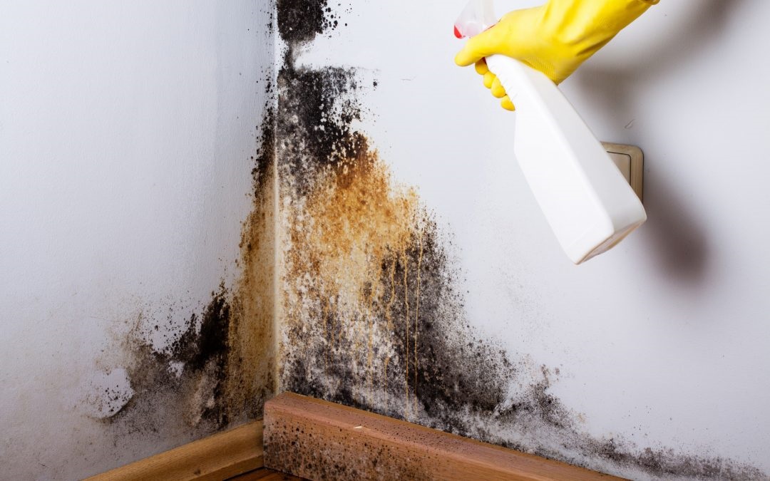 King David Mold Removal Expert Brooklyn