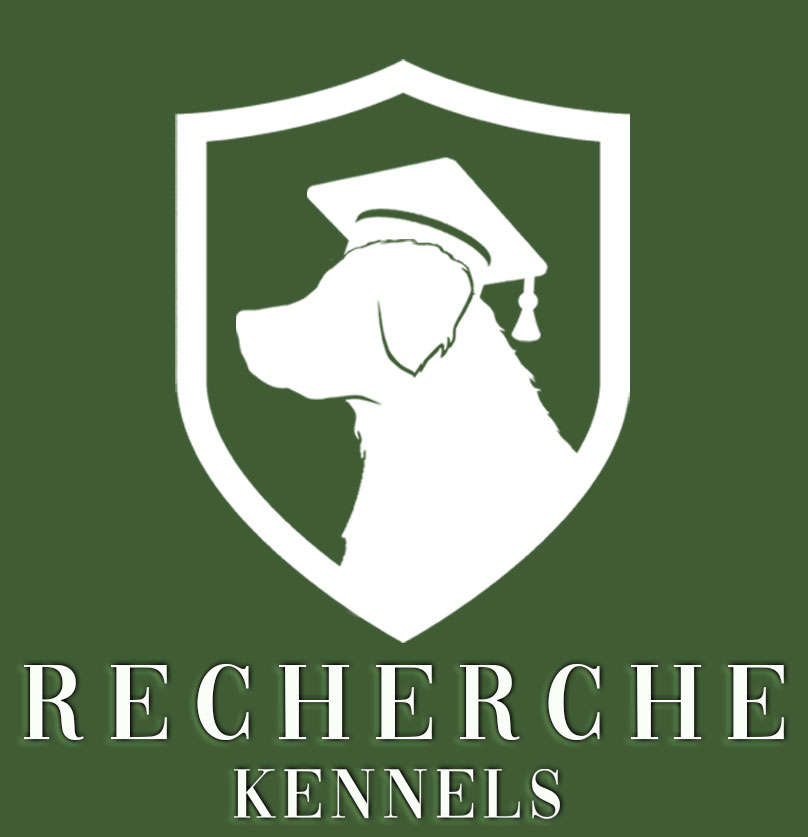 Recherche Kennels - Cavaliers