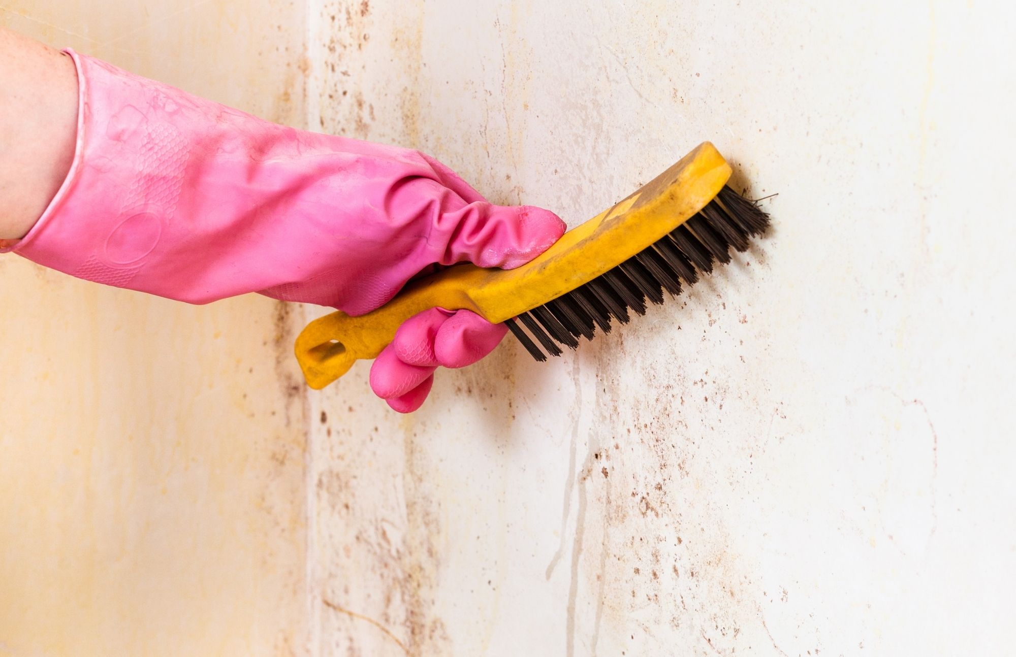 Mold Experts of New Orleans