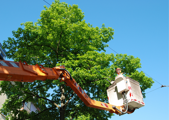 Old Town Spring Tree Service