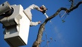 Watchhouse Tree Service