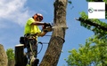 Tree Removal Melbourne Services