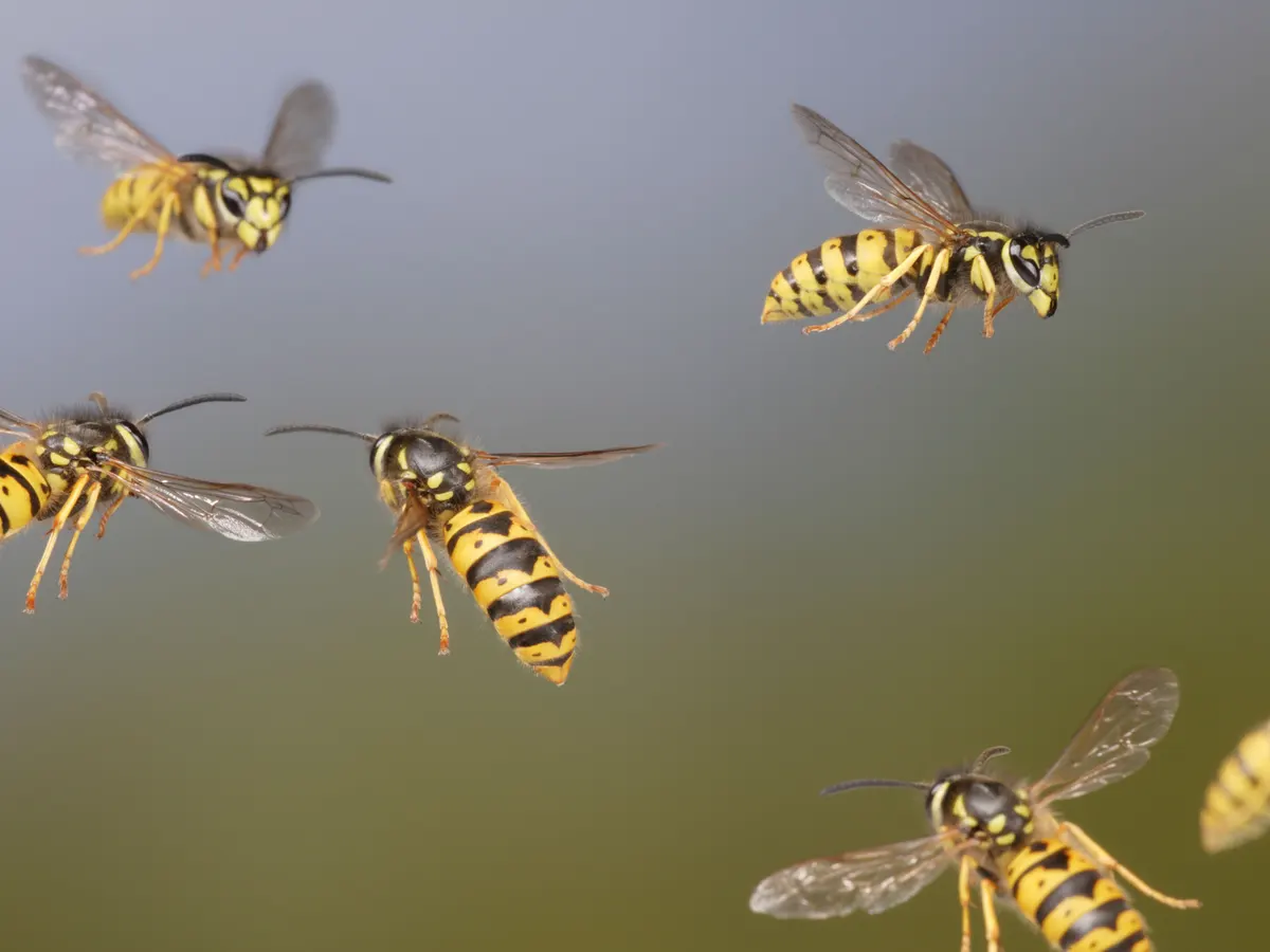 OZ Wasp Removal Hobart