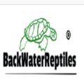 buy reptiles online - Back Water Reptiles And Lizards Monito