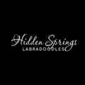 Hidden-Springs-Labradoodles