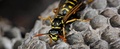 Morris Wasp Removal Sydney