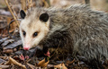 Morris Possum Control Brisbane