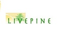 Live Pine