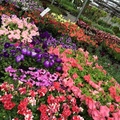 WRF Nursery & Garden Center