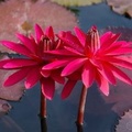 Lilypons Water Gardens