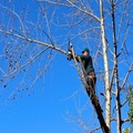 Pat's Tree Service, LLC